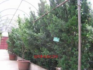 曼地亞紅豆杉十五年樹(shù)