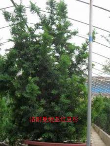 曼地亞紅豆杉雄樹(shù)（一號(hào)）